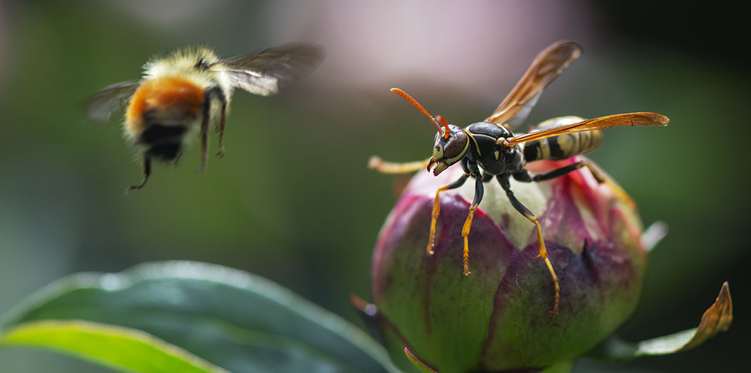 bee photography animal photography